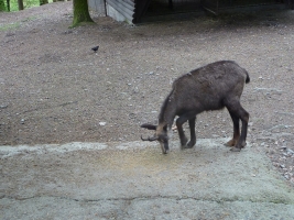 Turisté navštívili ZOO Olomouc