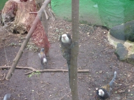 Turisté navštívili ZOO Olomouc