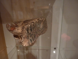 Hraniční meandry Odry