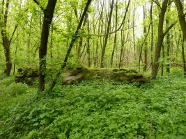 Hraniční meandry Odry