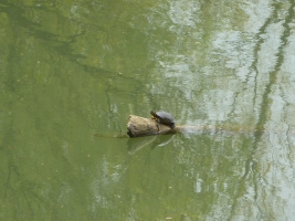 Hraniční meandry Odry