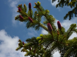 Výstup na Javorový