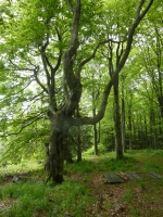 Výstup na Javorový