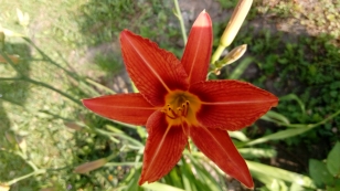 Rozkvetlá školní zahrada