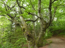 Výstup na Girovou, Hrčava