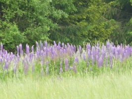 Výstup na Girovou, Hrčava