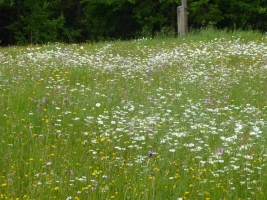 Výstup na Girovou, Hrčava