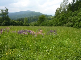 Výstup na Girovou, Hrčava