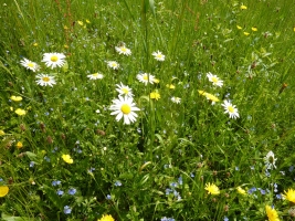 Výstup na Girovou, Hrčava