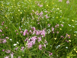 Výstup na Girovou, Hrčava