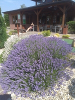 Tenisový sportovní kurz