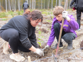 Sázení stromků