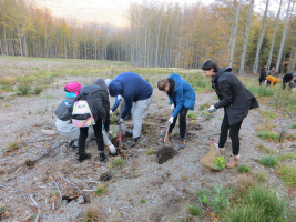 Sázení stromků