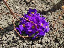 Sociální činnost v paprscích slunce